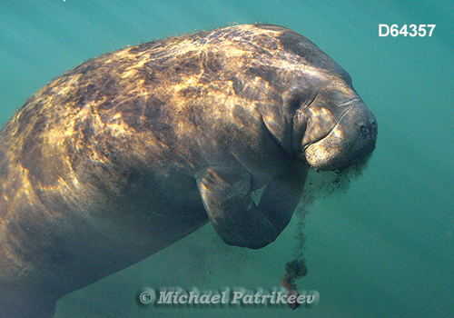 West Indian Manatee (Trichechus manatus)